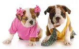 bulldog-costume-coachella-2.webp