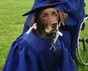 service-dog-grad2.webp