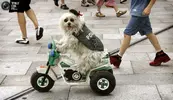 Funny Chow Chow Dogs Dressed Up_3.webp