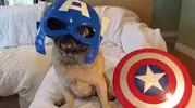Funny Chow Chow Dogs Dressed Up_3.webp