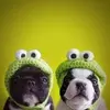 images.webp