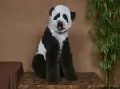 Dogs-dyed-and-sheared-to-look-like-wild-animals.webp