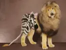 Dogs-dyed-and-sheared-to-look-like-wild-animals-1.webp