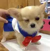 Sailor-moon-dog-cosplay-01-599x600.webp