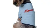 slacker_dog_gear_doggie_shirt-ra51eace884cc4536afec27d3a30a8df5_v9w7f_8byvr_630.webp