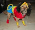 dolly-wonder-woman.webp