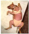 funny-pictures-miley-cyrus-dog-cosplay.webp