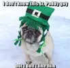 Funny-St-Patrick-s-Day-Pug-Dog-Meme-memes-33928908-497-486.webp