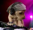 206282,xcitefun-dj-dog-2.webp