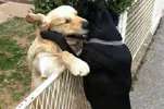 dog-fence-hug.webp