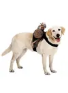 dog-rider-orc--mw-106145-1.webp dog-rider-orc--mw-106145-1.webp