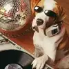 Nx250xDJ-Dog.jpg.pagespeed.ic.R1BV9-aW43.webp