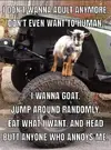 GOT GOAT.JPG.webp