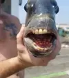 sheepshead_fish.webp