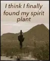 My spirit plant.webp