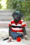 image.webp
