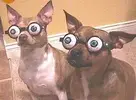 images.webp