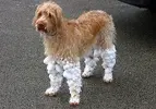 dog-wearing-snow-socks.webp