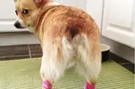 dat-canine-be-hella-fine-2-2680-1441686914-9_dblbig.webp