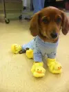 enpijama8.webp