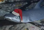 shark-with-santa-hat-gary-hughes.webp