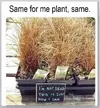 Same plant same.webp