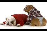 mascotas-raras-06.webp