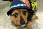 Chunky-the-dog.webp