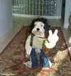 image.webp