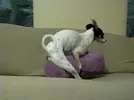 hqdefault.webp
