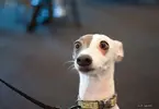 surprised-shocked-animals-funny-1__700.webp