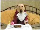 dog-eating.webp