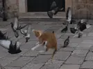 1687524726649.png