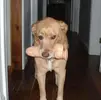 gaydog.webp