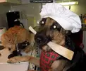 Chef Dog Cooking The Cat.webp