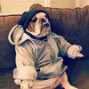 eight-mile-dog.webp