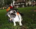 pug-witch.webp