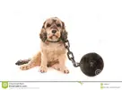 dog-shackles-sad-looking-chain-ball-isolated-white-40660637.webp