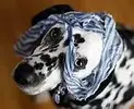 upload_2016-5-11_23-30-43.webp