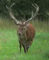 deer01.webp