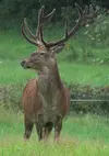 deer02.webp