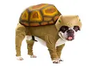 dino-dog-costume-3.webp