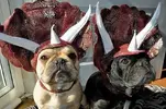dog-costumes-dinosaur-triceratops-4.webp