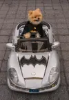 comic_con_dog_batman.webp
