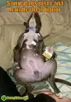 funny-dog-picture-cant-handle-liquor.webp