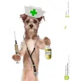 dog-nurse-shot-vaccine-bottle-cute-dressed-as-stethoscope-vaccination-49896493.webp