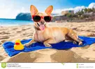 chihuahua-summer-dog-ocean-shore-beach-wearing-red-funny-sunglasses-smiling-camera-45230864.webp