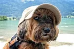 small-dog-on-beach.webp