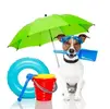 summer pets 9.webp