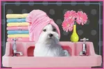 Dog-Grooming-Time.webp